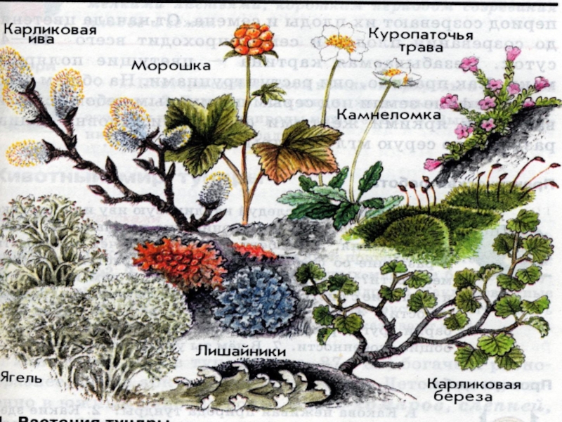 Нарисовать растения тундры