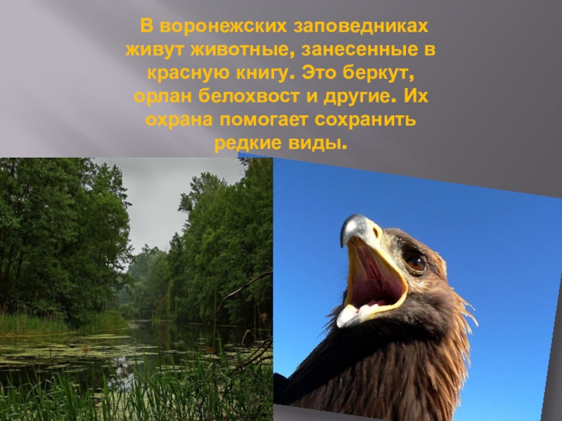 Жил в заповеднике. Животные Воронежского заповедника занесенные в красную книгу. Воронежский заповедник красная книга. Животные обитающие Воронежской книги. Воронежский заповедник животное занесенное в красную книгу.