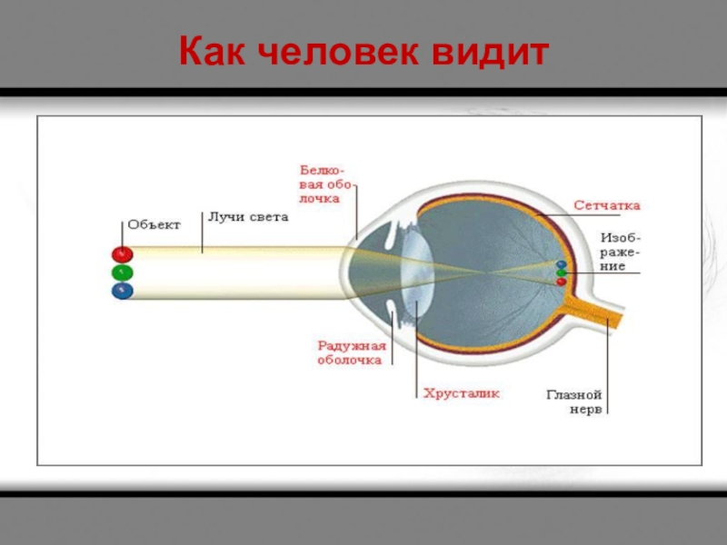 Почему человек видит перевернутое изображение