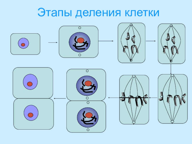 Жизнедеятельность клетки 5 класс биология презентация