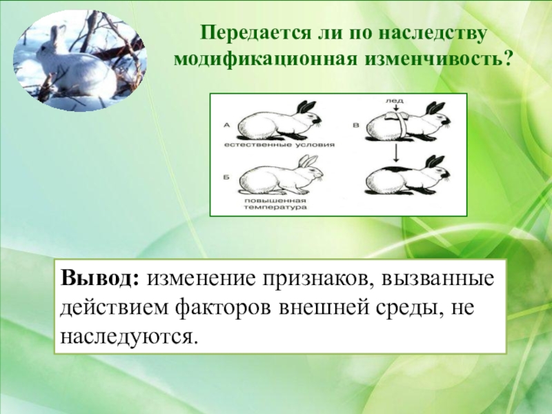 Изменение признаков. Модификационная изменчивость по наследству. Передаются ли по наследству модификационные изменения. Gthtlftncz KB vjlbabrfwbjyyfz bpvtyxbdjcnm GJ yfcktlcnde. Модификационная изменчивость передается по наследству.