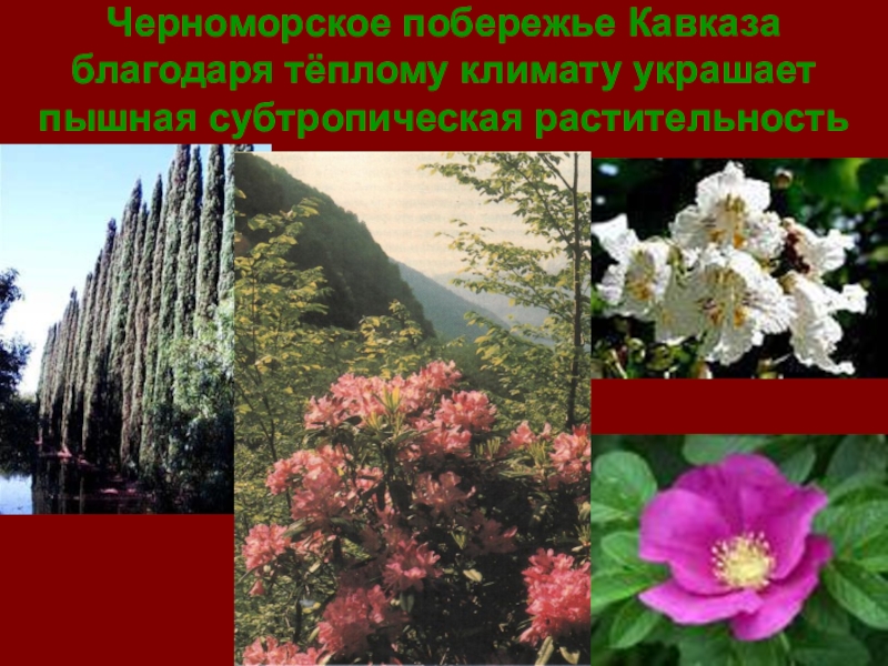 Мир краснодарский край. Субтропики Черноморского побережья Кавказа растения. Климат субтропиков Черноморского побережья. Растения субтропиков Черноморского побережья. Вечнозеленые растения Черноморского побережья Кавказа.