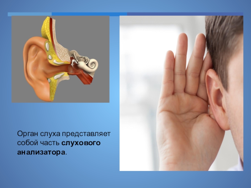 Орган слуха и шум. Орган слуха. Слуховой анализатор. Слуховой анализатор презентация. Слуховой орган человека.
