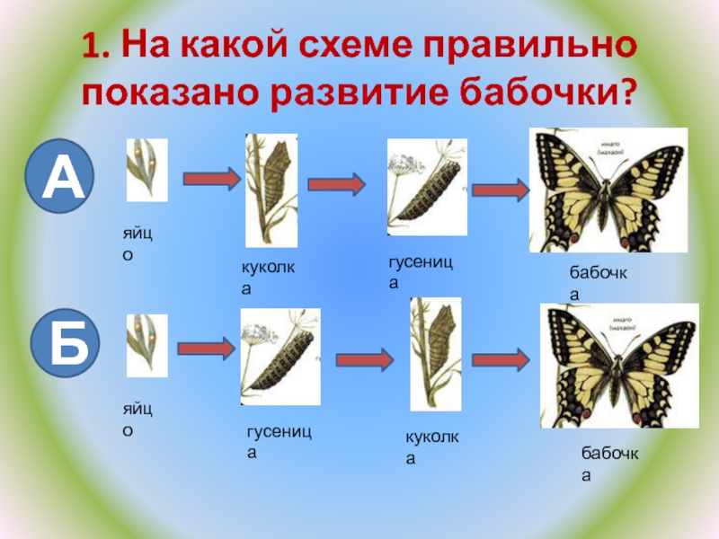 Составьте схему развития бабочки