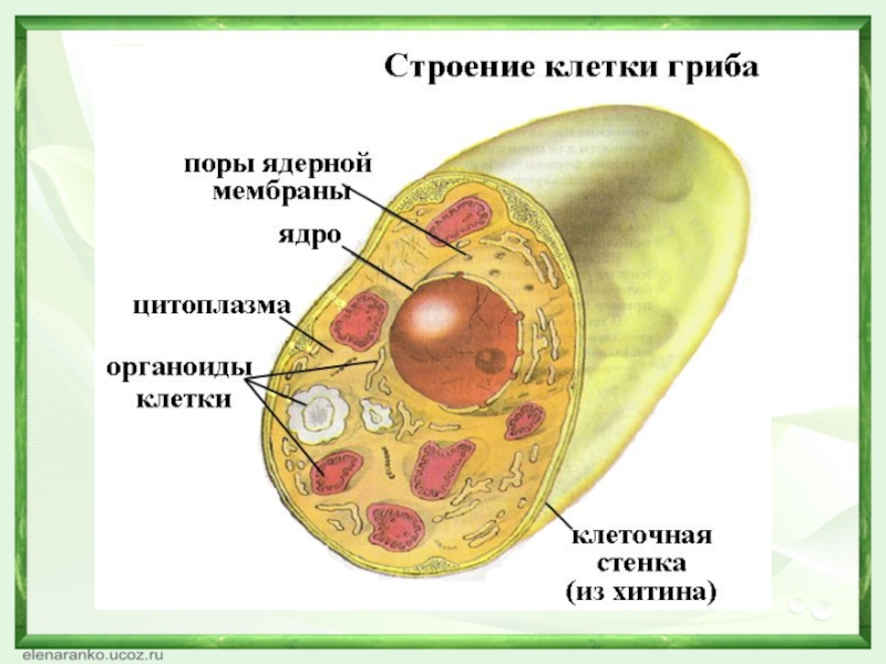 Картинка грибной клетки