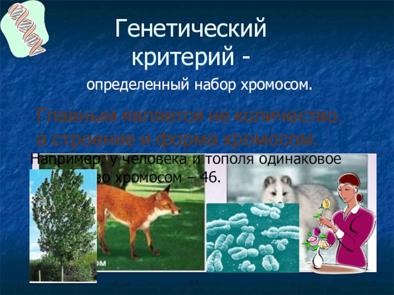 Генетический критерий. Молекулярно-генетический критерий. Молекулярно-генетический критерий вида. Молекулярно-генетический критерий примеры. Молекулярно-генетический критерий вида примеры.