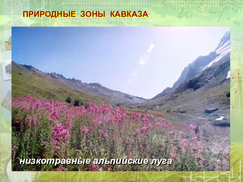 На какой высоте расположен субальпийский пояс кавказ. Субальпийские Луга Кавказа. Субальльпийский пояс Кавказа. Горы Альпийский субальпийский. Субальпийский горный пояс Кавказа.