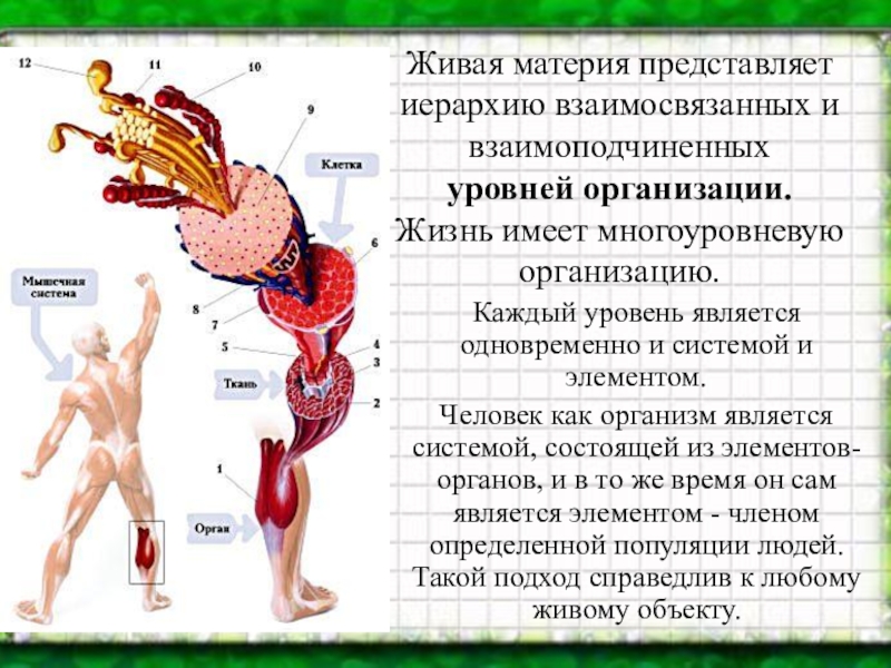 Человек является организмом