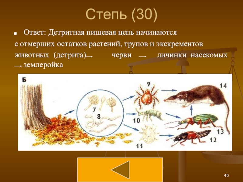 Схема цепи питания характерной для степной зоны. Детритная цепь степи. Пищевая цепочка степи. Пищевая цепь степи. Пищевая сеть степи.