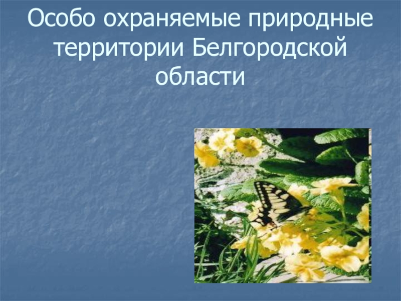 Реферат: Степная растительность Белгородской области