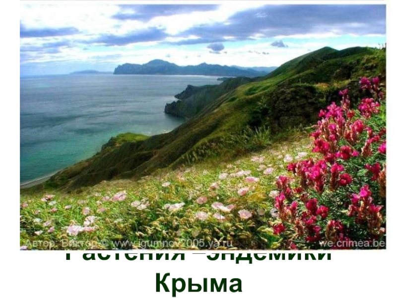 Презентация Презентация по окружающему миру Растения-эндемики Крыма