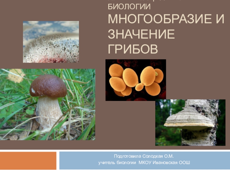 Сообщение многообразие и значение грибов