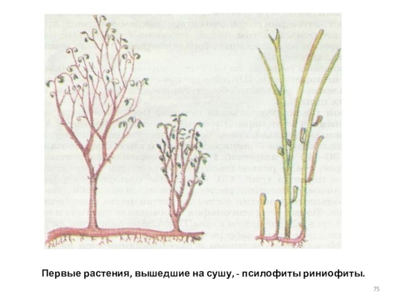 Риниофиты первые растения освоившие наземно воздушную. Псилофиты и риниофиты. Риниевые псилофиты. Псилофиты размножение. Псилофиты и риниофиты строение.