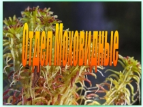 Презентация по биологии на тему Отдел Моховидные (7 класс)