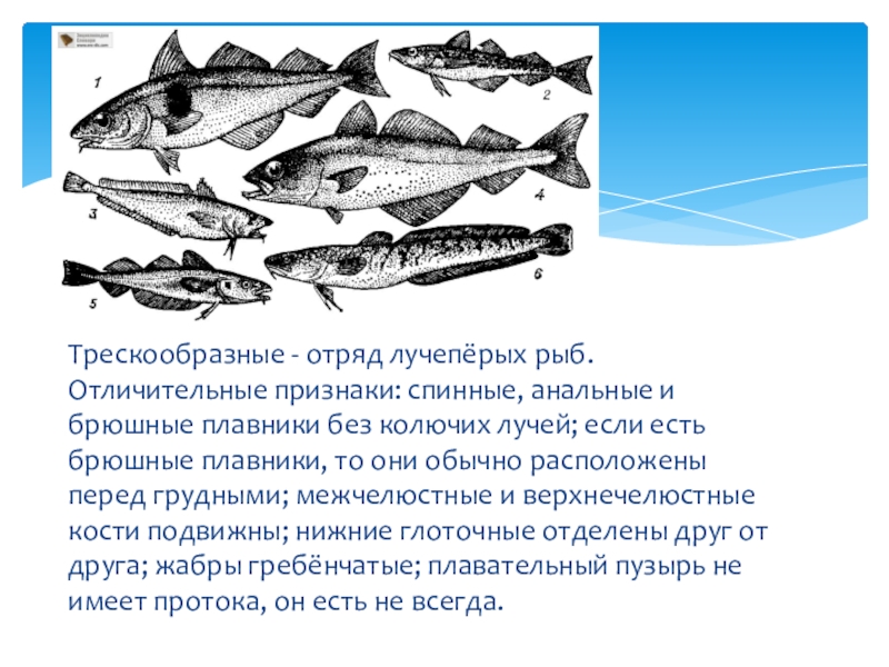 Используя рисунки в тексте параграфа расскажите о значении промысловых рыб для человека