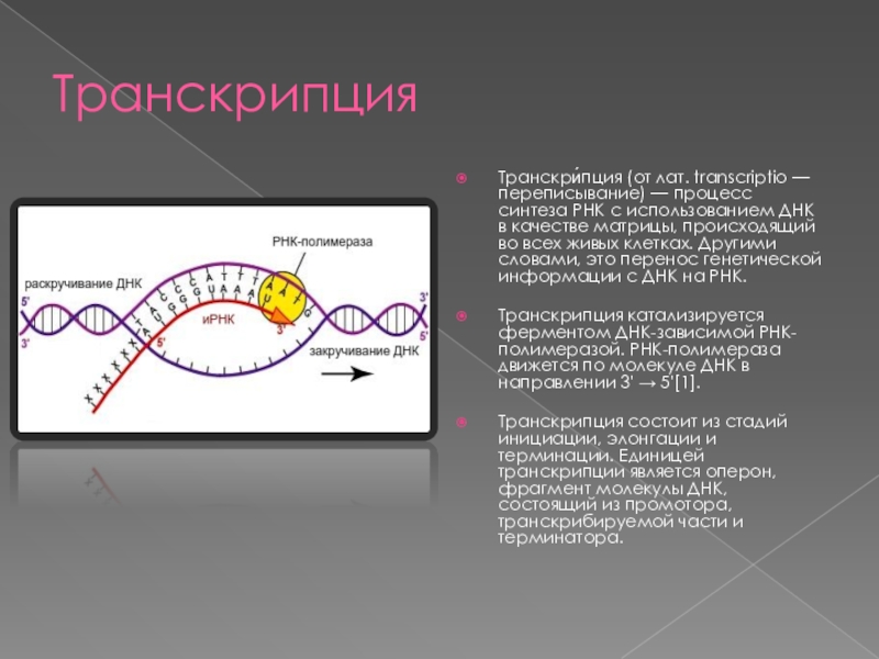 ТранскрипцияТранскри́пция (от лат. transcriptio — переписывание) — процесс синтеза РНК с использованием ДНК в качестве матрицы, происходящий