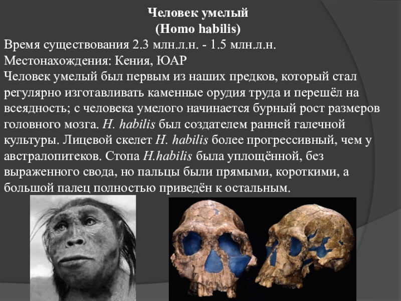 Homo habilis эпоха. Хомо хабилис Возраст. Хомо хабилис объем мозга. Человек умелый. Человек умелый хомо хабилис.