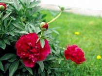 Презентация к уроку по окружающему миру на тему Что растёт на клумбе? (1 класс)