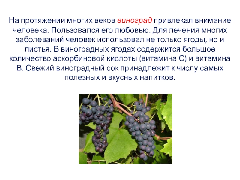 На протяжении многих веков виноград привлекал внимание человека. Пользовался его любовью. Для лечения многих заболеваний человек использовал