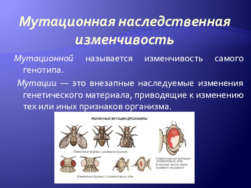 Наследственная изменчивость примеры