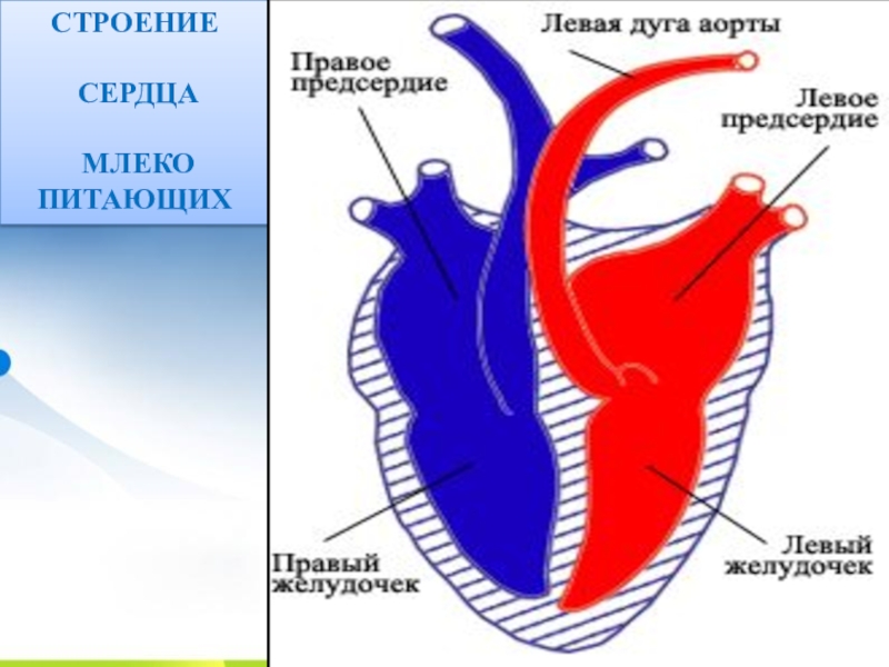 Схема строения сердца млекопитающих