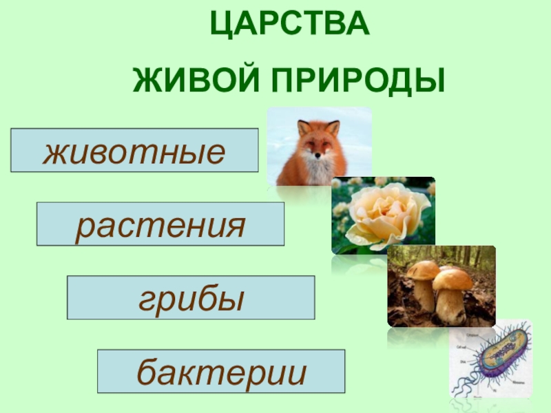 Царства живой природы 2 класс окружающий мир презентация