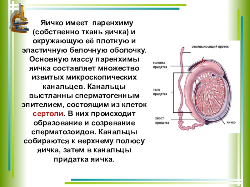 Единица яичка. Паренхима яичка. Яичко имеет. Строение паренхимы яичка. Паренхима яичка состоит из.