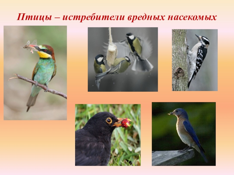 Насекомоядные птицы это. Полезные птицы. Птицы и насекомые. Насекомоядные перелетные птицы. Птицы Насекомоядные названия.