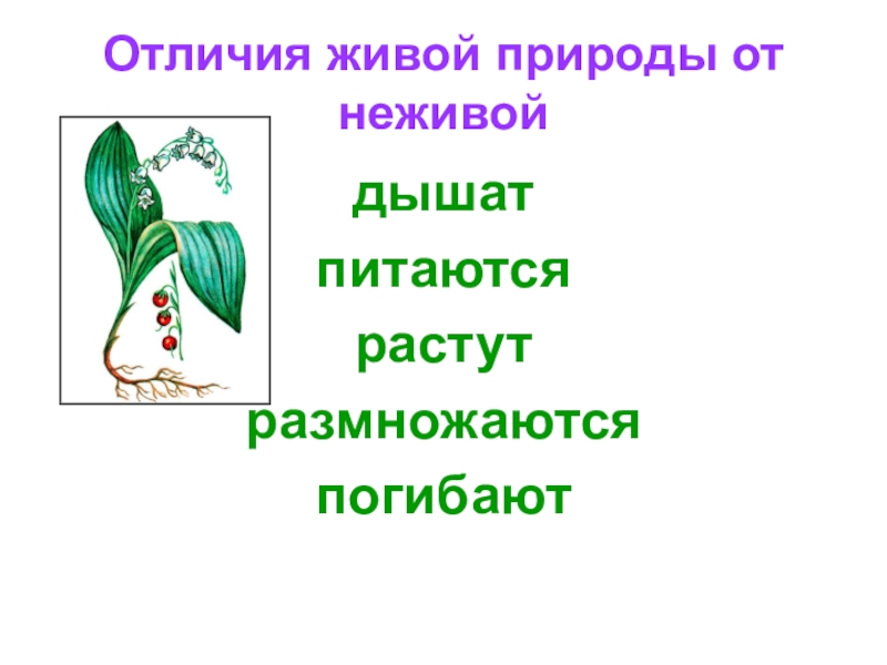 Отличие тел живой природы от неживой. Отличие живой природы от неживой. Чем Живая природа отличается от неживой. Отличие живой природы от неживой природы. Различия живого и неживого.