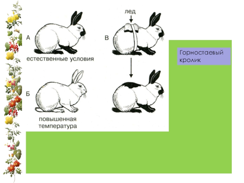 На рисунке изображены горностаевые кролики. Модификационная изменчивость кролик. Гималайский кролик модификационная изменчивость. Изменение окраски горностаевого кролика. Модификационная изменчивость это изменчивость.