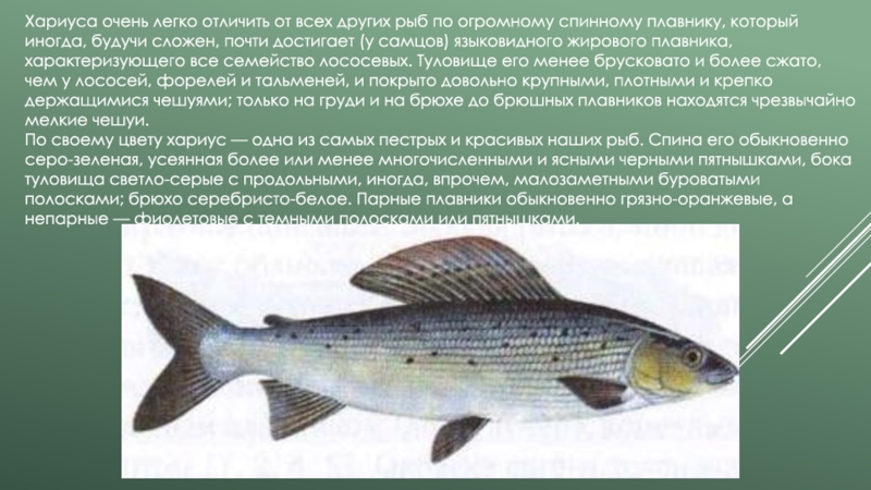 Описание рыбы хариус
