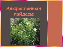 Презентация ғылыми жұмыс Адыраспанның пайдасы