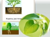 Презентация по биологии Почвенное питание (6 класс)