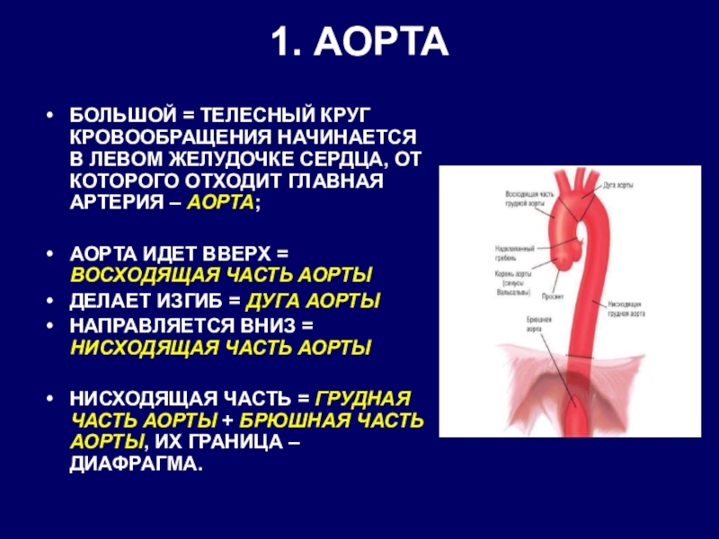 Где начинается круг. Аорта строение и функции. Строение восходящего отдела аорты. Перешеек аорты анатомия. Функция аорты 8 класс.