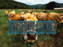 Презентация по дисциплине Основы молочного животноводства на тему: Характеристика пород коров, способы их доения, кормления и содержания