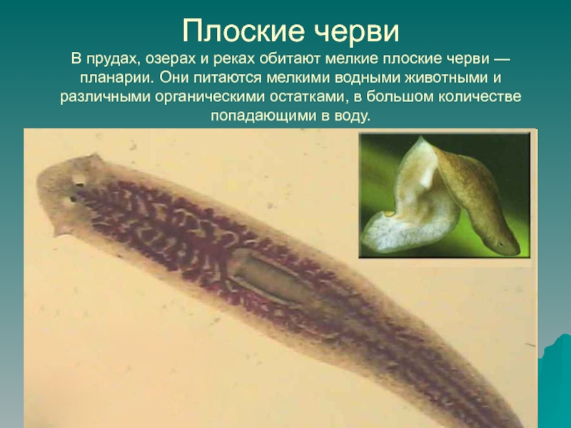 Тип плоские черви примеры животных. Ресничные черви паразиты. Планария Юнгия. Свободноживущие плоские черви. Планария паразитический организм.