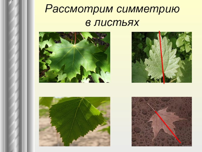 Симметрия листьев. Симметричный лист. Лист ось симметрии. Осевая симметрия лист.