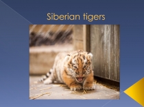 Презентация к уроку Защита окружающей среды