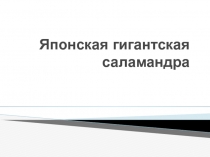 Презентация Японская гигантская саламандра 7 класс