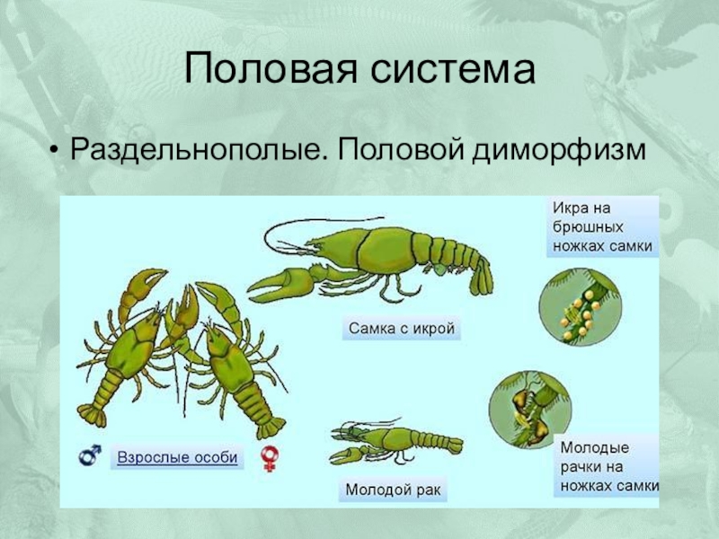 Диморфизм это. Половой диморфизм. Половой диморфизм членистоногих. Диморфизм у насекомых. Половой диморфизм характерен для.