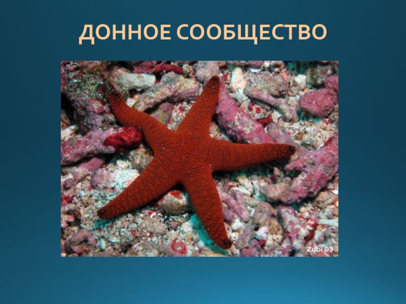 Воды океана 5 класс. Донное сообщество обитатели. Обитатели донного сообщества мирового океана. Жизнь организмов в морях и океанах. Представители донного сообщества.