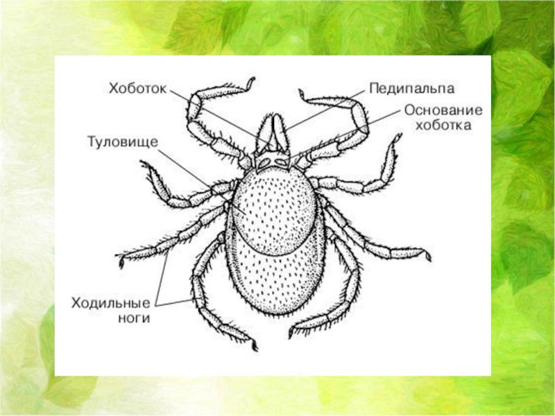 Клещ три пары ног. Иксодовый клещ строение схема. Строение иксодового клеща рисунок. Личинка иксодового клеща строение. Иксодовые клещи строение.