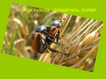 Презентация по окружающему миру на тему Жук-кузька