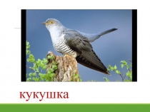 Презентация к уроку окружающего мира в 1 классе по теме КТО ТАКИЕ ЗВЕРИ