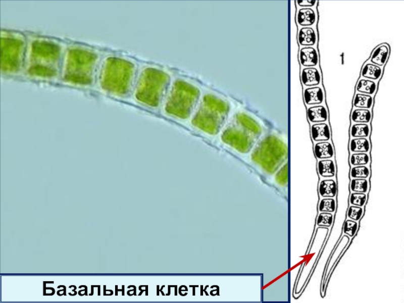 Базальные клетки. Улотрикс базальная клетка. Нитчатый таллом улотрикса. Многоклеточные водоросли улотрикс. Улотрикс ризоиды.