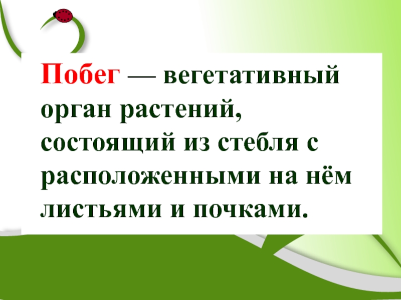 Биология 6 класс побег и почки презентация 6 класс