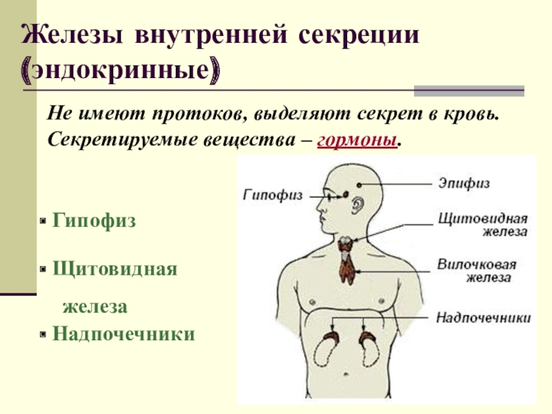 Строение и функции желез внутренней секреции презентация