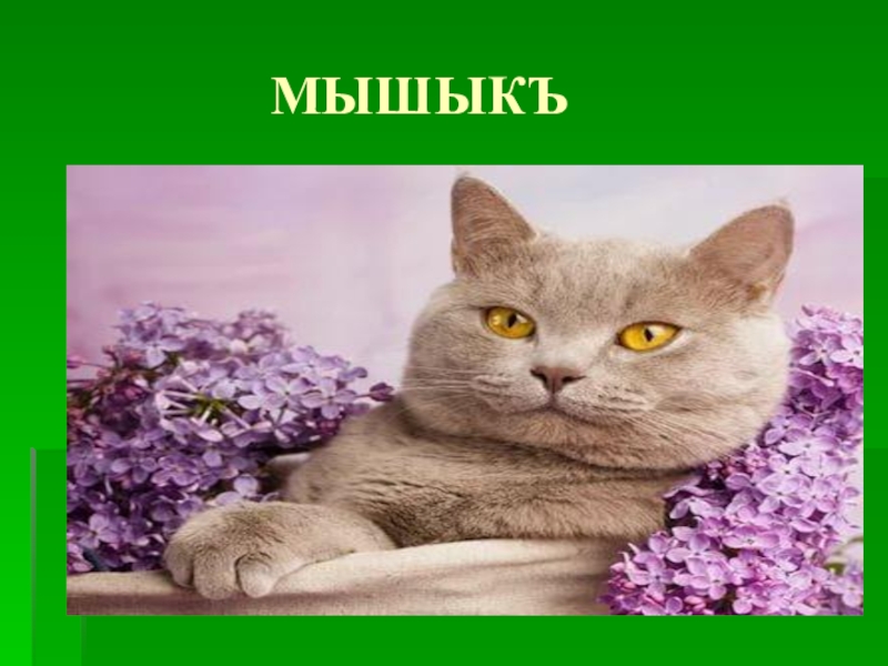 Мышык. Мышыкъ. Мышыкъ ве копек. Мышык сурот. Мышык биография.