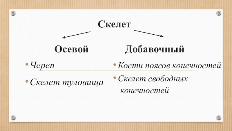 Презентация скелет человека осевой скелет 8 класс