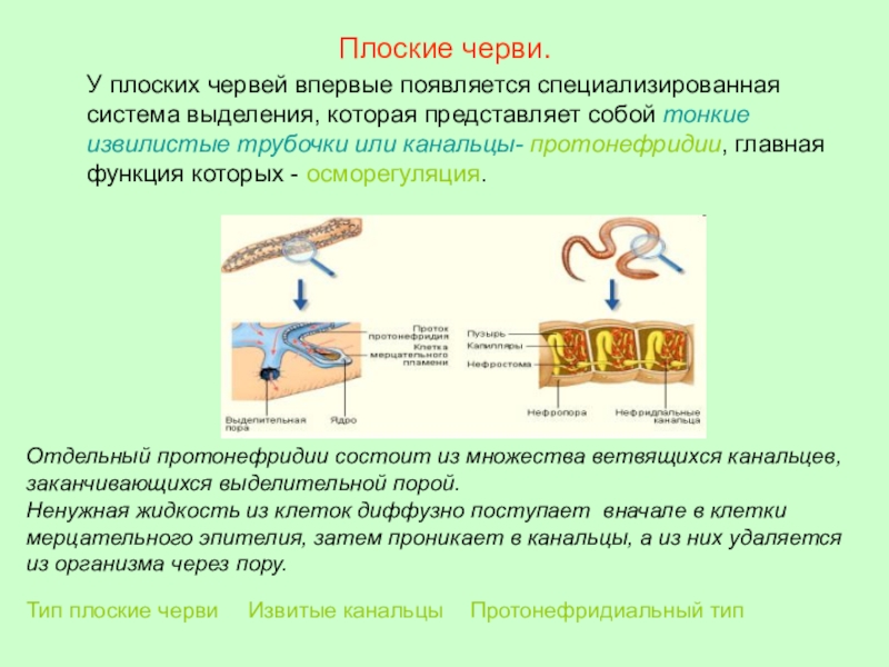 Органы выделительной системы червя. Какие системы органов впервые появились у плоских червей 7 класс. Тип плоские черви органы выделения. Система выделения плоского червя. Плоские черви протонефридии.